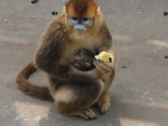 -西霞口神雕山野生动物世界