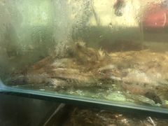-海岸风情蒸汽海鲜自助餐厅(家宴金手勺店)