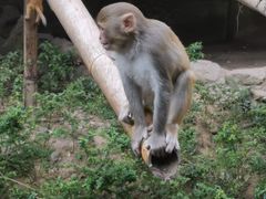 -西双版纳原始森林公园