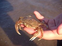 -大王村沙滩