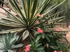 -石家庄市植物园