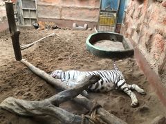 -清迈夜间动物园