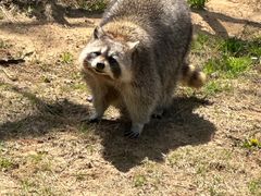 -西霞口神雕山野生动物世界