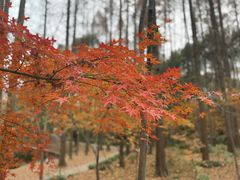 -上海共青森林公园