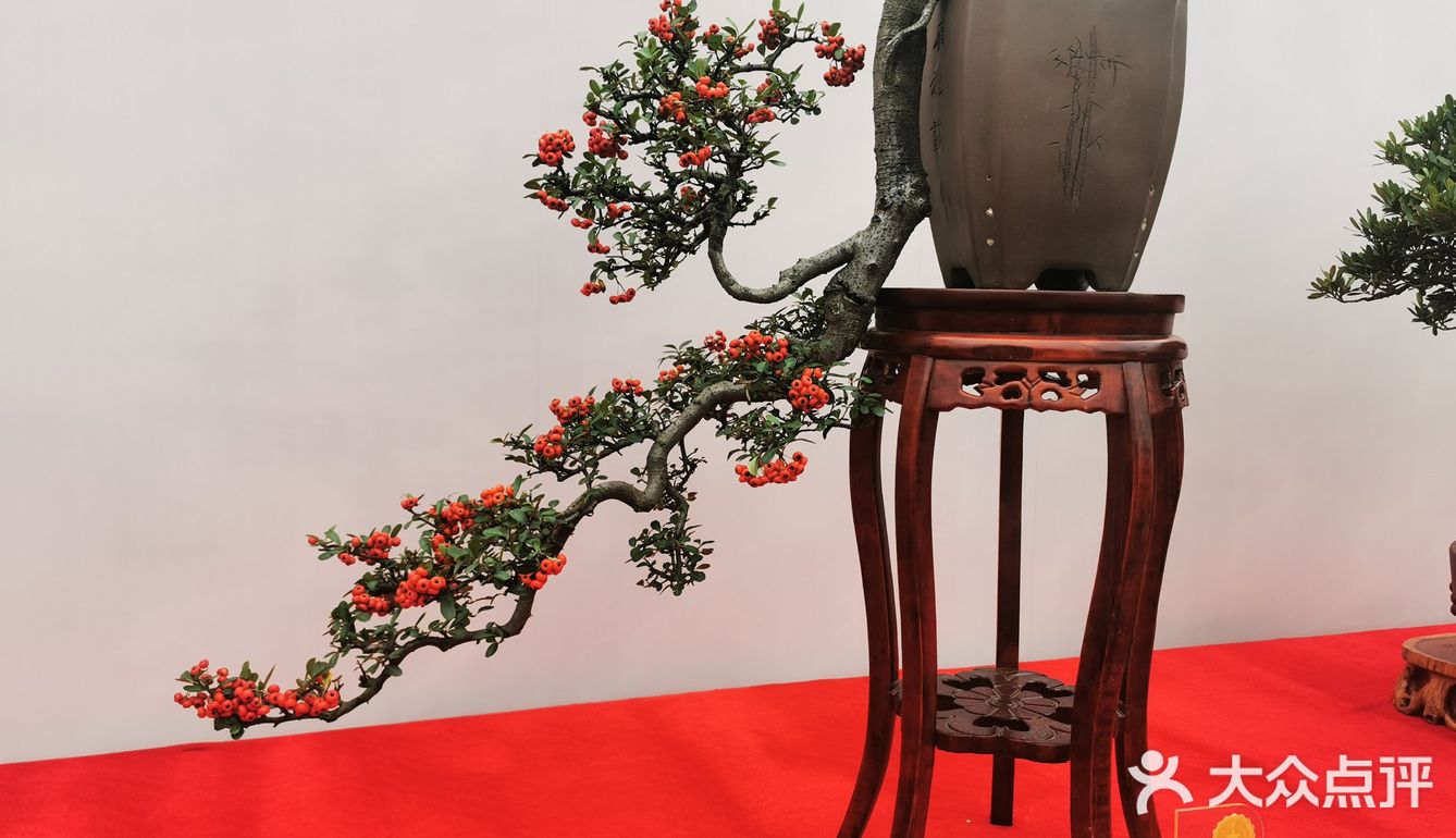 盆景艺术，匠心独具