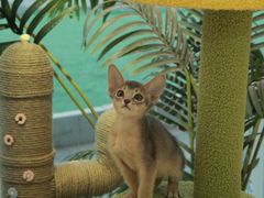 -猫十亿·布偶金渐层·曼基康矮脚猫舍(青年路店)