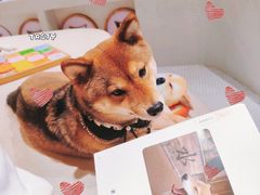 -柴务处·柴犬主题狗咖