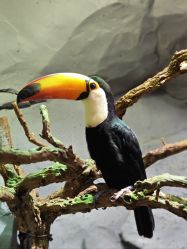 -Zoolung Zoolung动物主题公园(海信广场店)