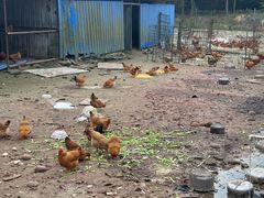 -海南热带雨林国家公园吊罗山景区