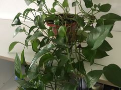 -福源包子铺王顶堤店