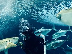 -上海海洋水族馆