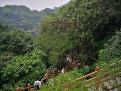 -广州市帽峰山景区