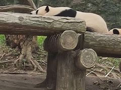 -都江堰中华大熊猫苑
