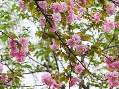 -西北湖绿化广场