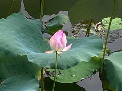 -荔湾湖公园