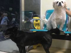 -康乐宝动物医院