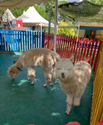 -萌宠亲子动物乐园(槐房万达店)