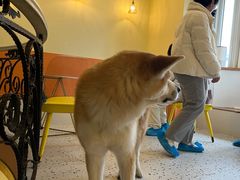 -喜柴咖啡·柴犬狗咖