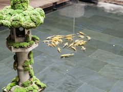 -觀芷隐轩