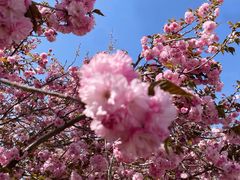 -北京国际鲜花港
