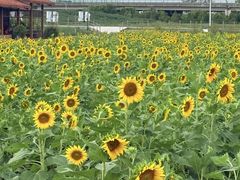 -杭州湾海上花田景区