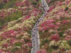 -贵州百里杜鹃风景名胜区