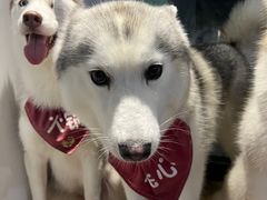 -Husky Go! 哈士奇体验馆·宠物咖啡厅狗咖