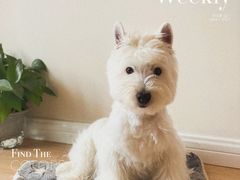 -翊宠yipet猫狗购宠庄园犬舍•猫舍