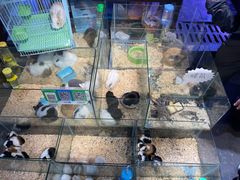 -青石桥花鸟鱼虫市场(叠翠城店)