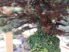 -三圣花乡旅游区