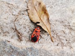 -素山寺森林公园