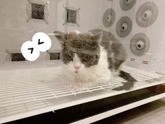 -袖虎·猫馆(体育西路店)