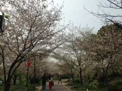 -武汉大学-樱园
