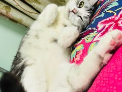-平行世界·猫咖(首经贸店)