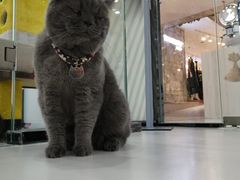 -糯米喵星人·撸猫猫舍咖啡馆(西市场嘉华店)