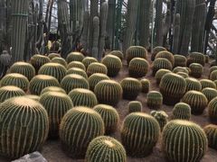 -南山植物园