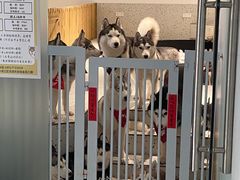 -Husky Go!哈士奇体验馆·宠物咖啡厅狗咖