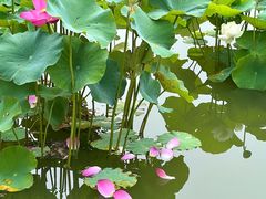 -国家植物园南园