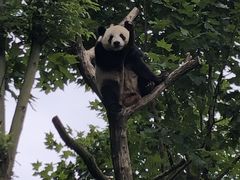 -都江堰中华大熊猫苑