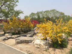 -大兴滨河森林公园