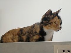 -宠福鑫康馨动物医院·骨科·眼科