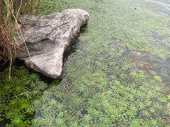 -金鸡湖桃花岛