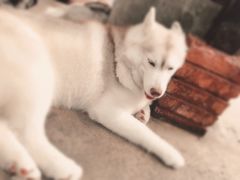 -TrueLove @ Neverland (Husky Cafe)