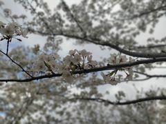-顾村公园