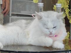 -共舞时光猫咖·狗咖(新街口店)