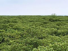-北海金海湾红树林生态旅游区