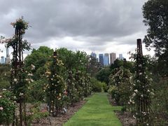 -墨尔本皇家植物园