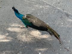 -西双版纳原始森林公园