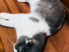 -李小姐の猫咖啡馆(五角场店)