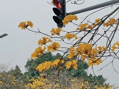 -洲头咀公园